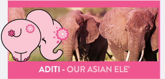 View Aditi Elephant